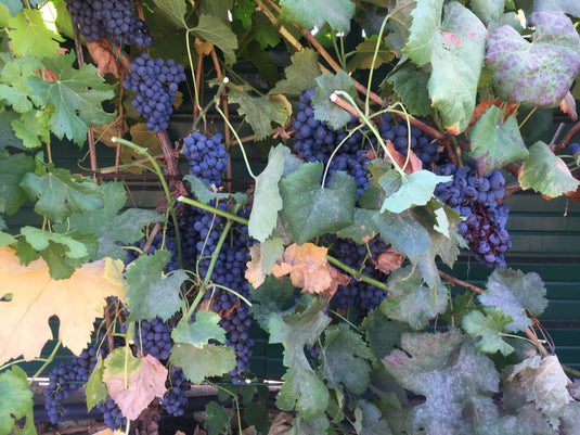 La vendemmia